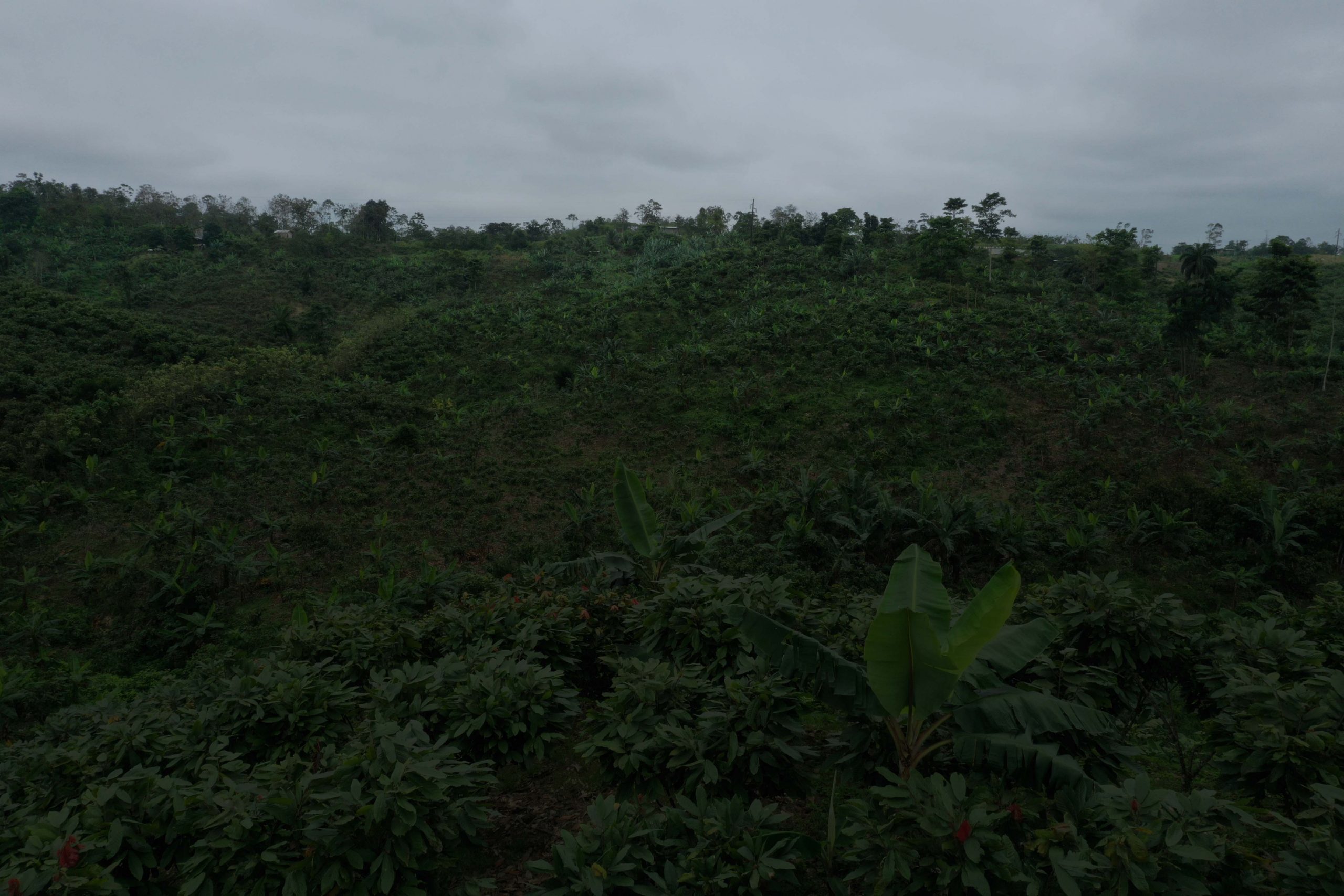 Aerial footage of a cacao plantation intercropped with bananatrees