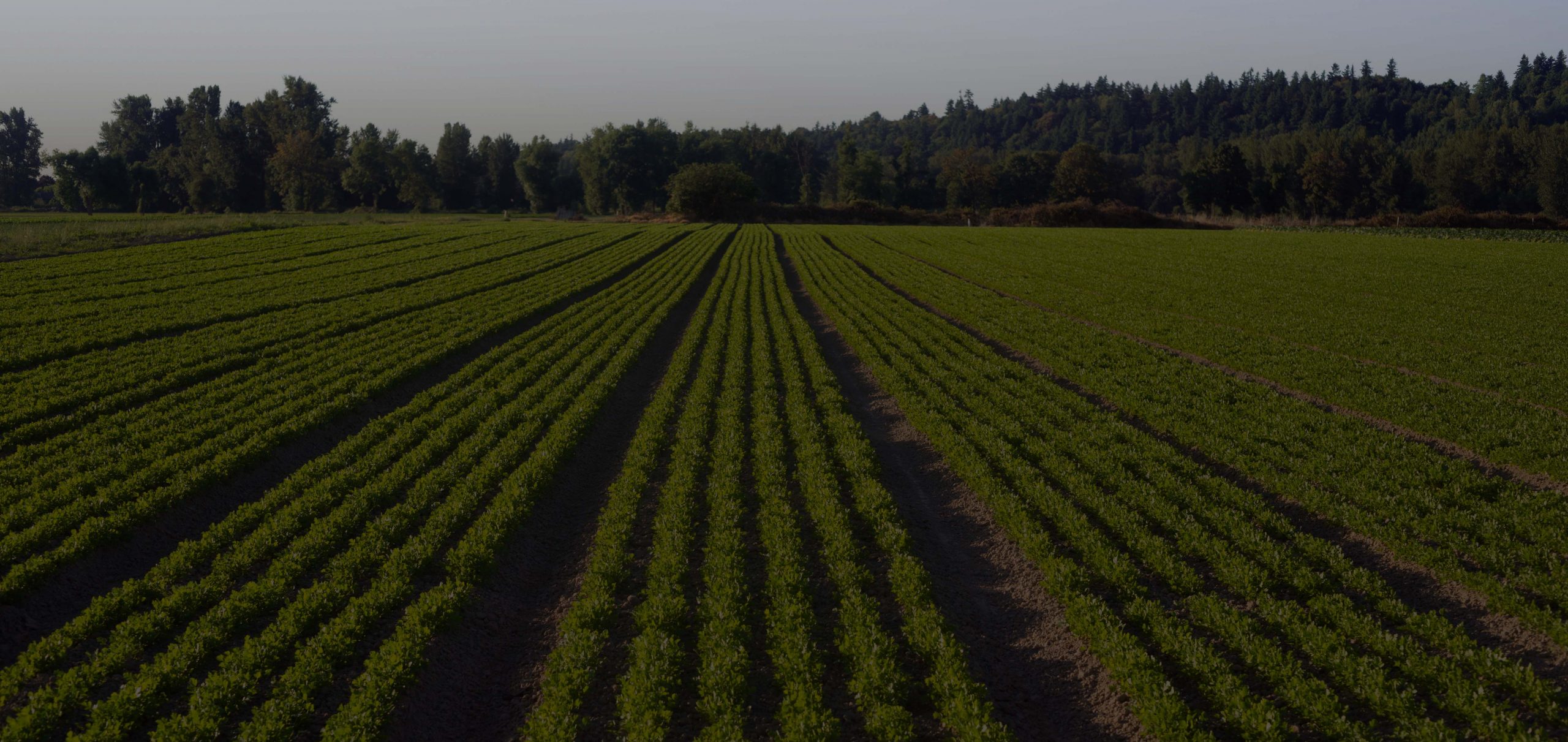 Planted Rows Herb Farm Agricultural Field Plant Crop